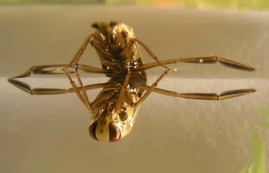 Close-up of a backswimmer bug swimming upside down in a pool, showing its spiny legs and reflective body.