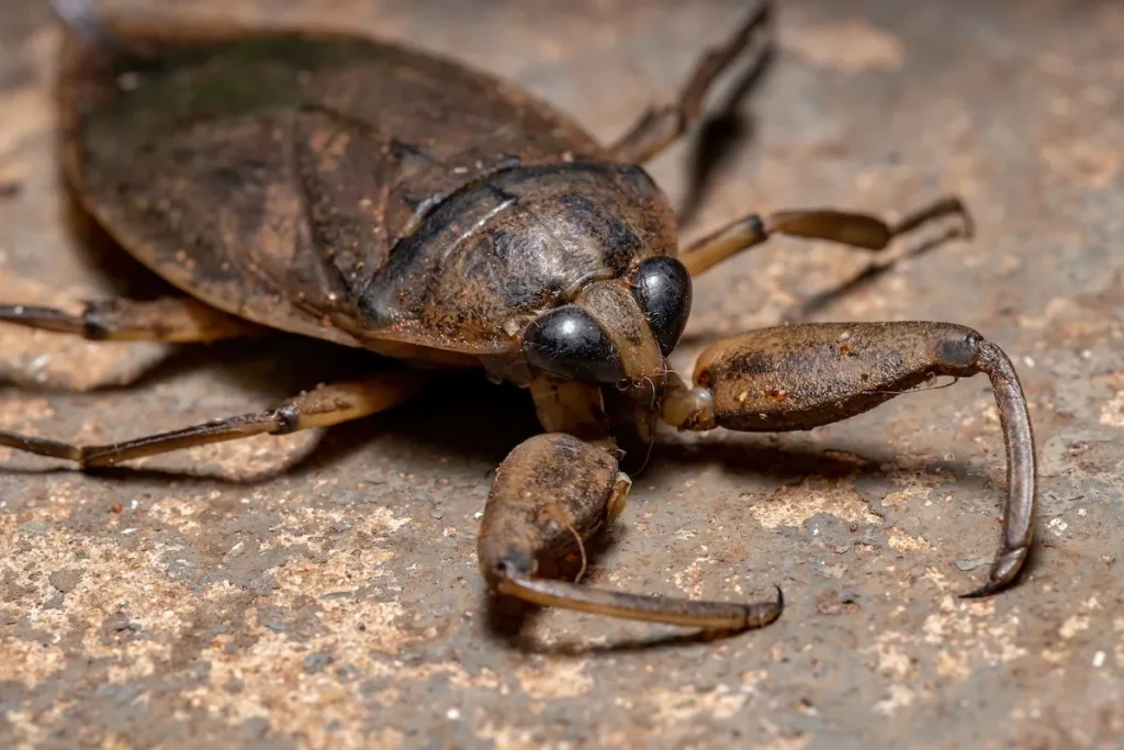 Close-up of a giant water bug, showing its large body and powerful pincers.