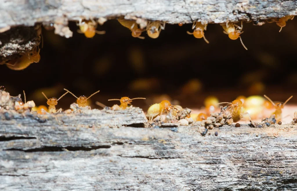 Close-up of termites feeding on wood, with several termites visible inside a wooden beam, surrounded by debris and wood particles.