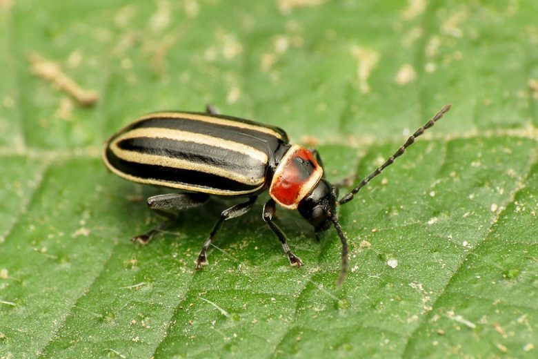 Flea beetle on a leaf