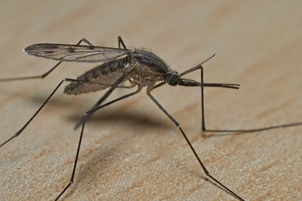 Mosquitoe on home carpet