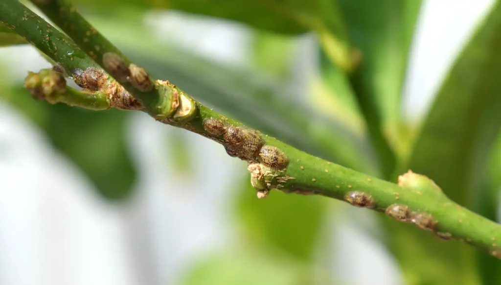 Scale Insects while doing tree pest control