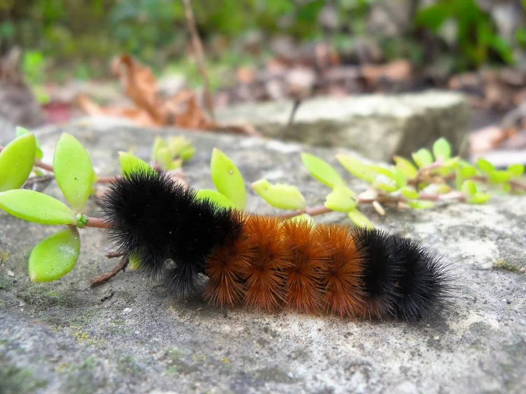 a black caterpillar on a surface