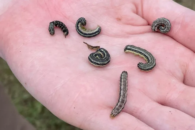 a number of army worms on a hand