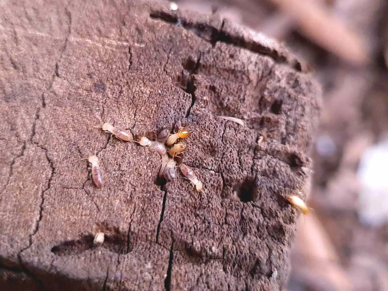 a number of termites in a wood
