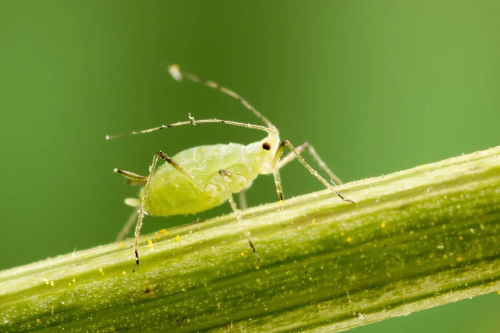 aphid on a green stem