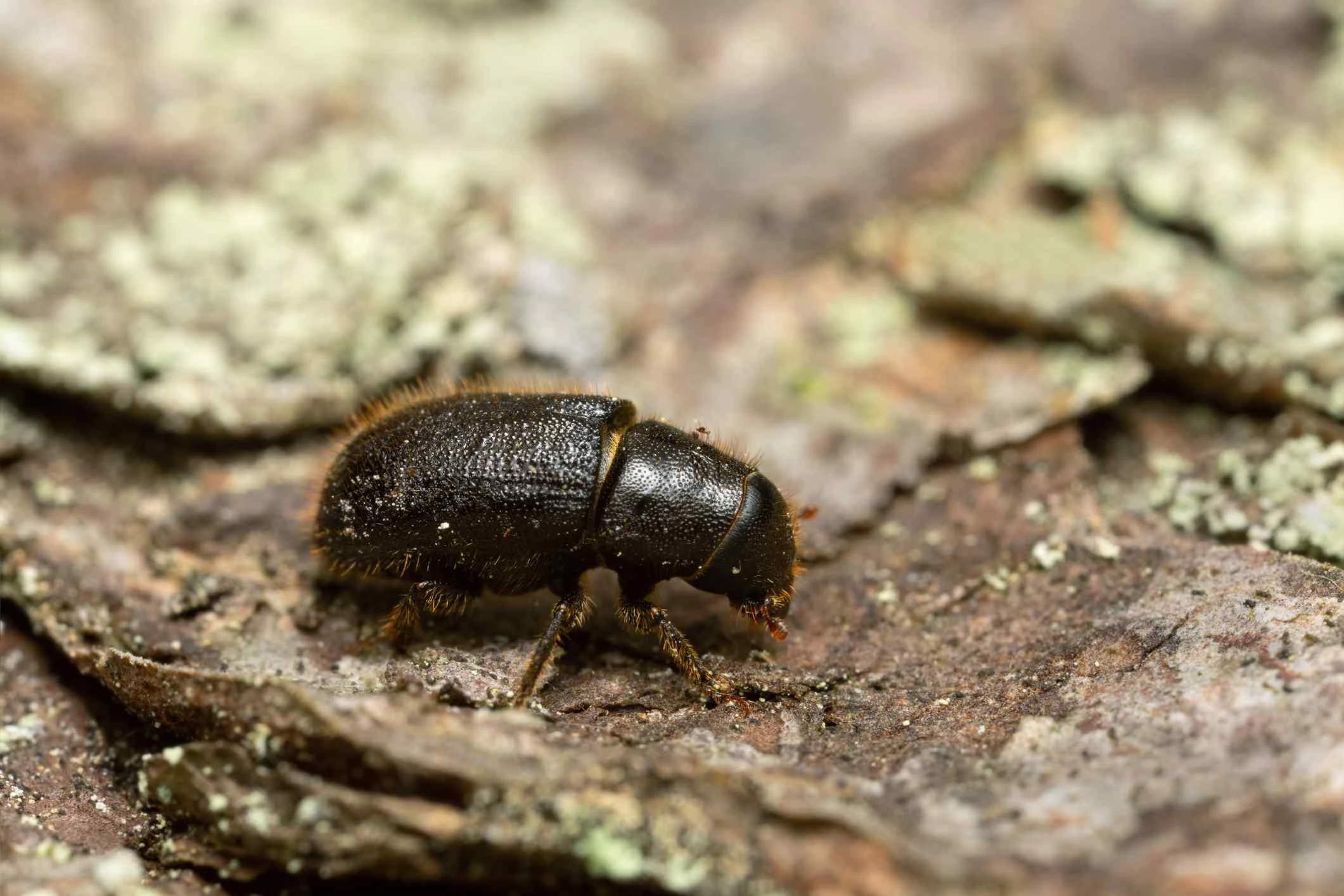 bark beetle closeup