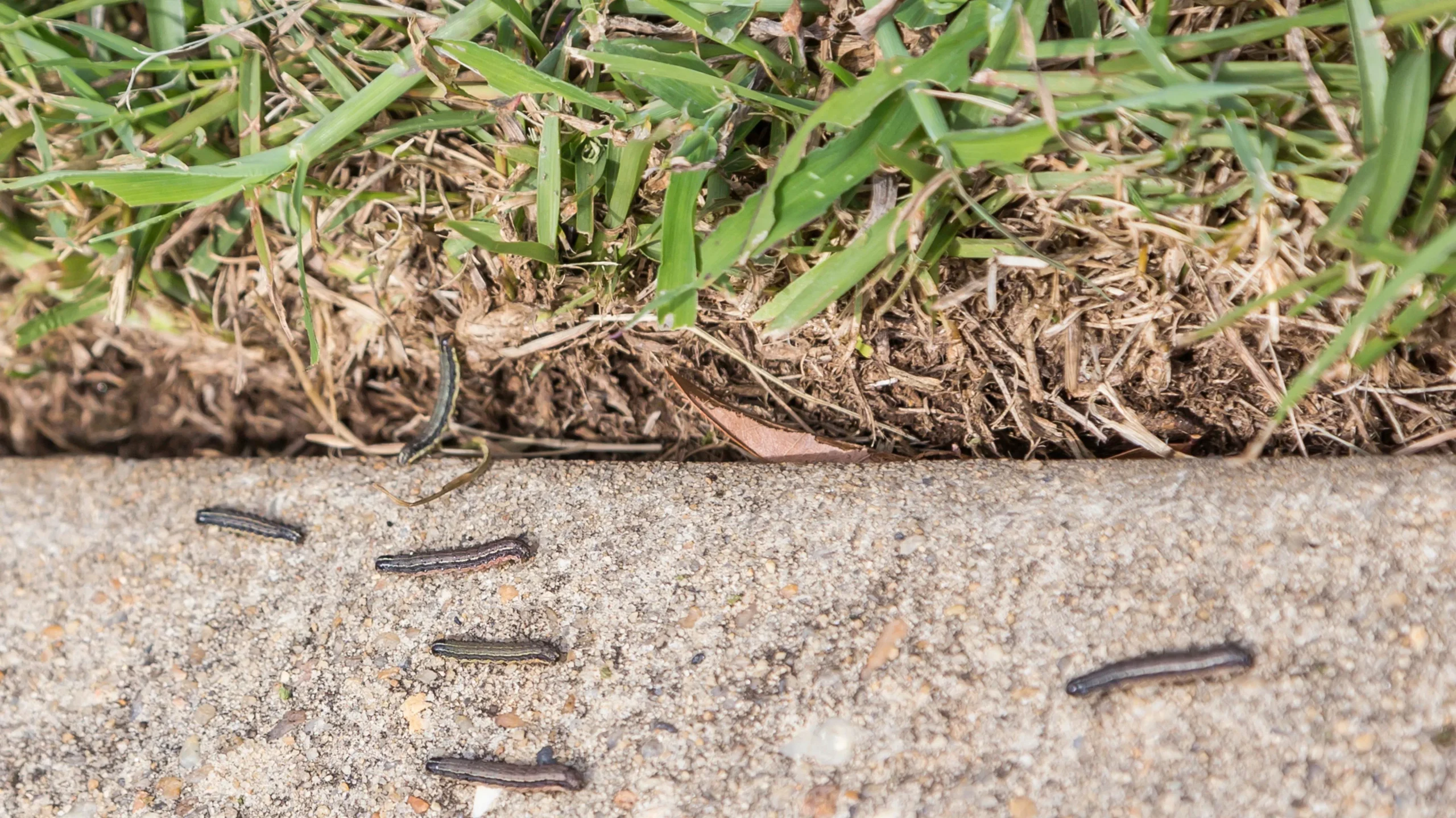 common lawn pests crawling around