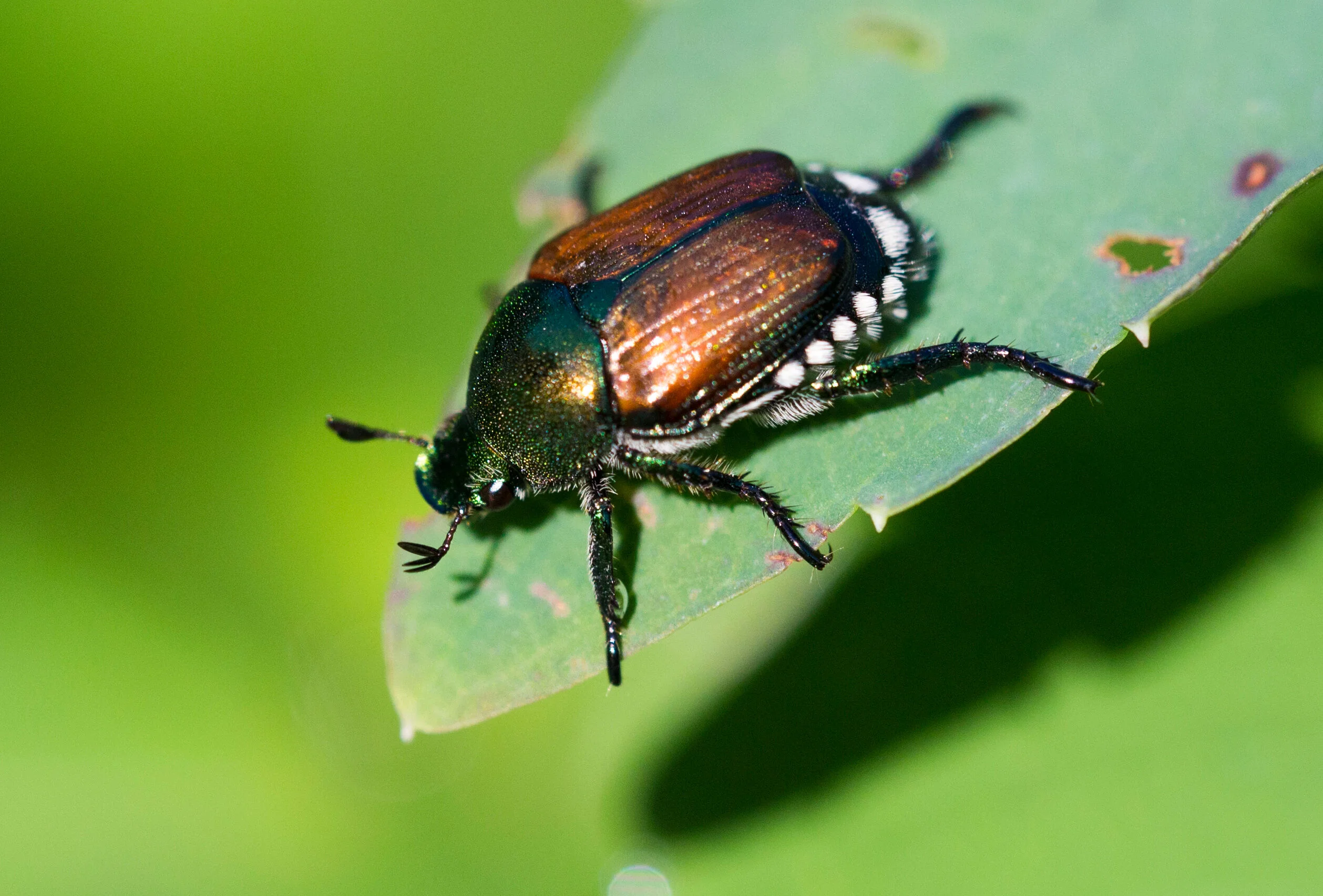 Japanese beetle closeup