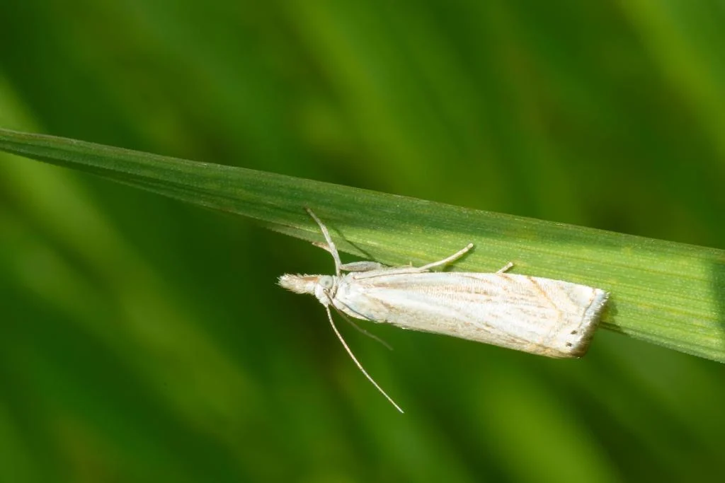 sod webworms on a green stem