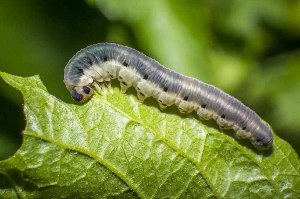 zoomed in view of cutworm
