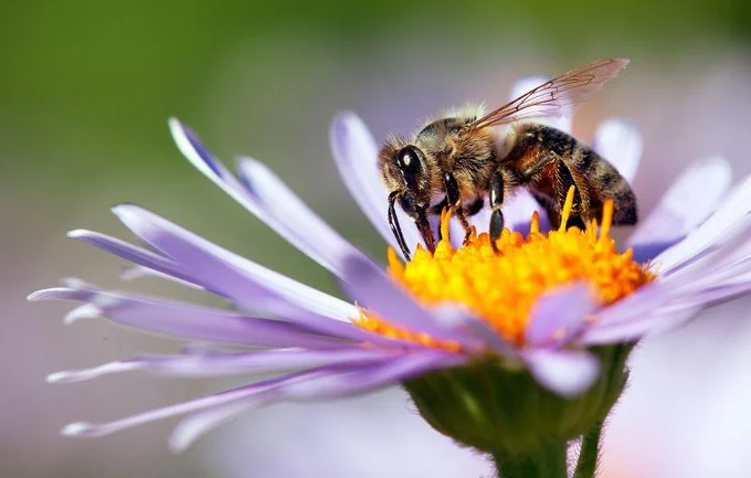 A close-up of a bee gathering nectar from a purple flower, highlighting its role in pollination.