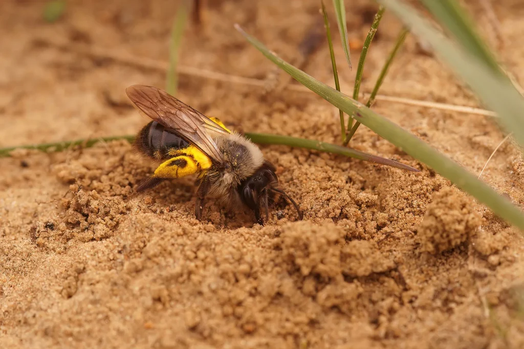 A close-up of a ground bee digging into the sand, highlighting the behavior of ground-nesting bees.