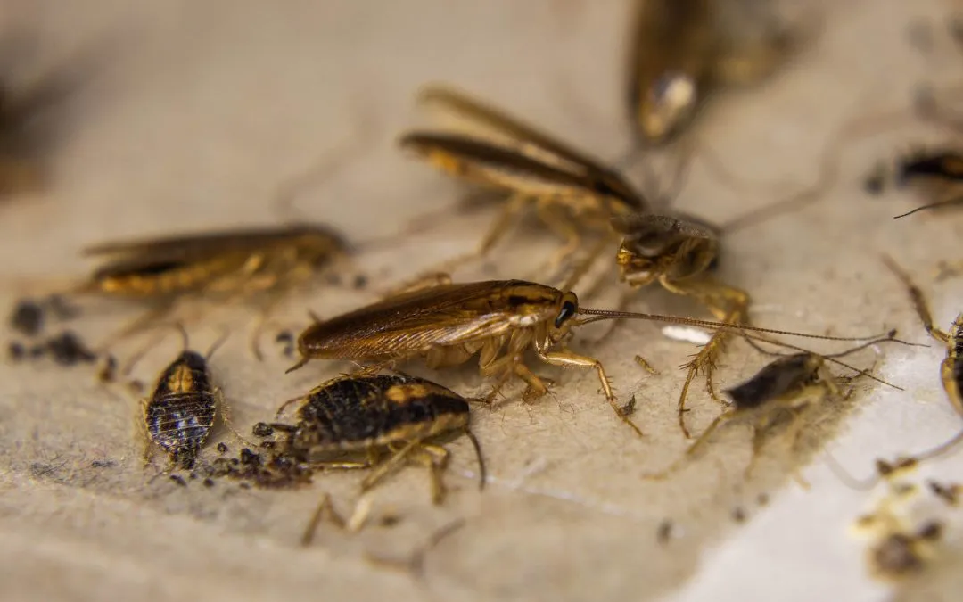 A close-up of several cockroaches on a surface, with some visible droppings.