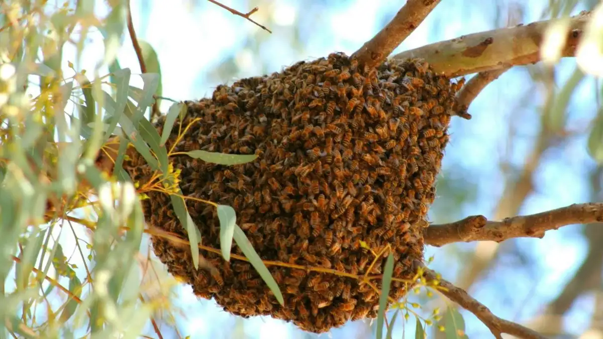 A large beehive hanging on a tree branch with numerous bees clustered around it.