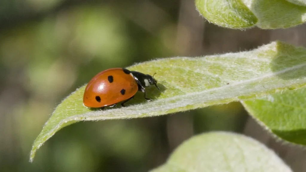 Close-up of a ladybug on a leaf.