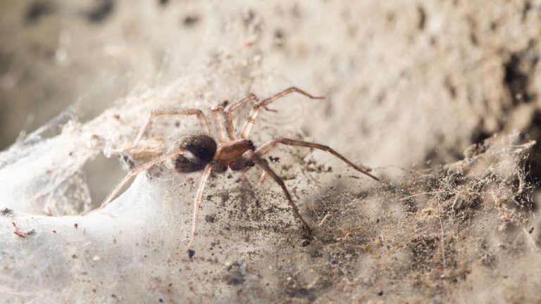Close-up of a spider in its web.