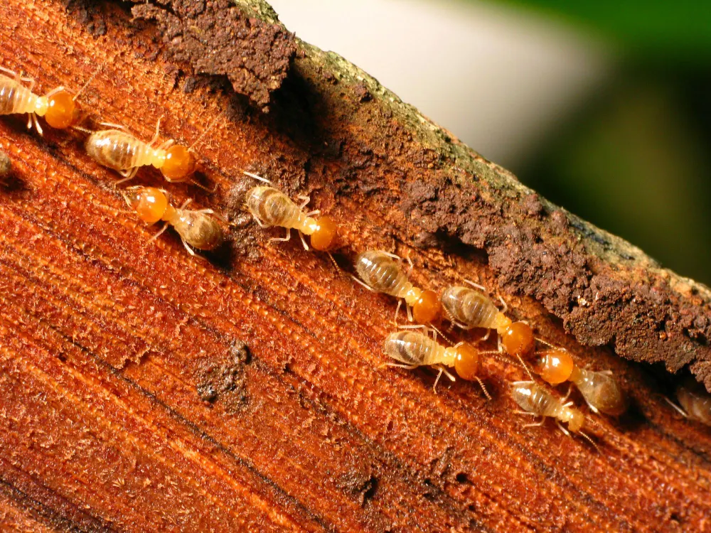 a number of drywood termites crawling on the wood