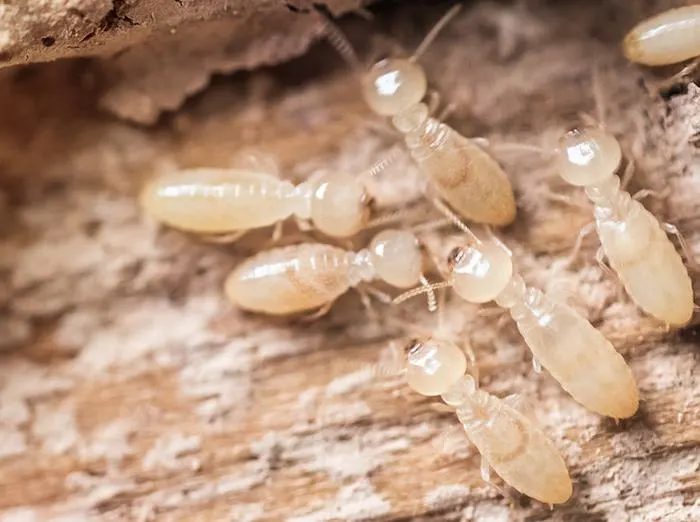 close up of a Subterranean Termites