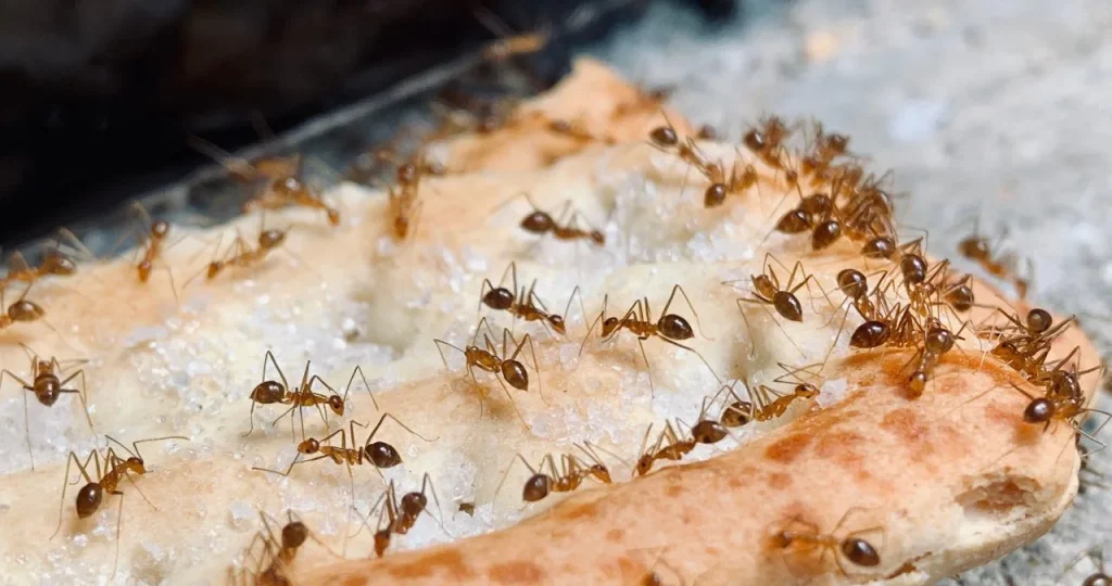close up of ants on a bread loaf