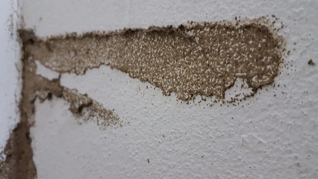 close up of termite damage on wall