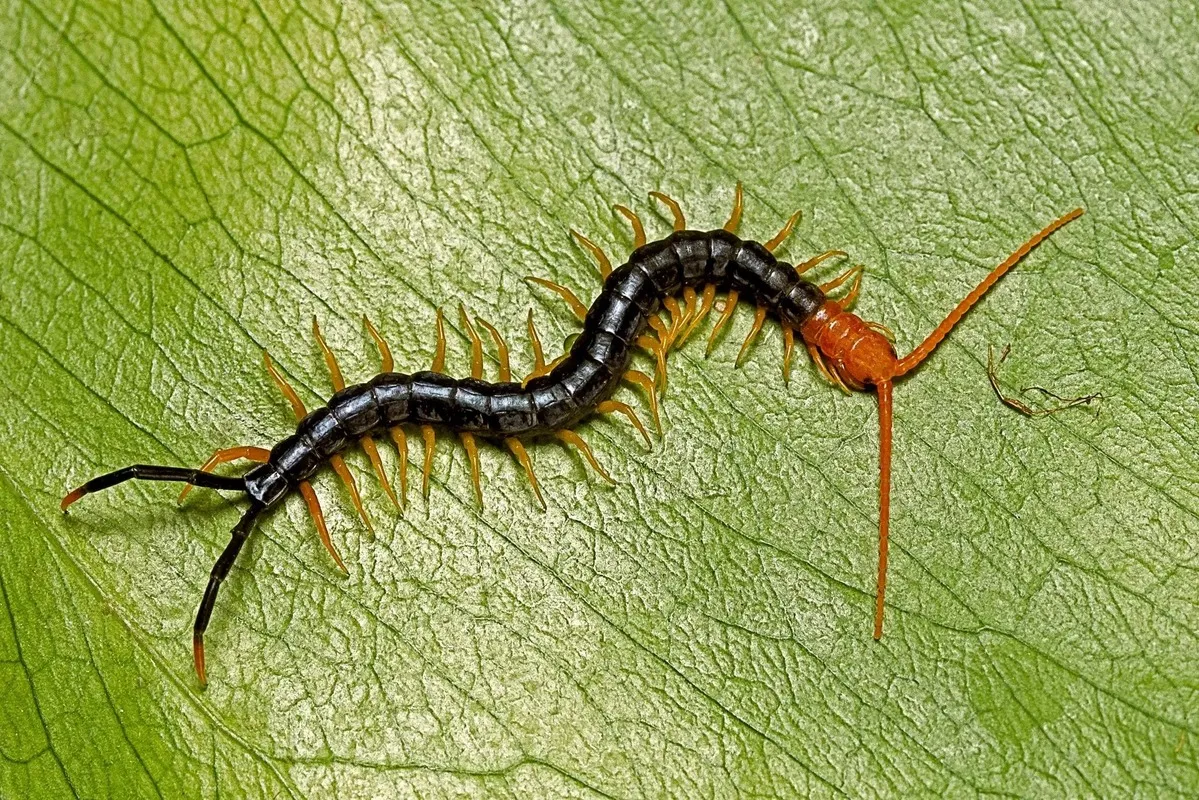 close up view of a house centipede on a green leafy surface