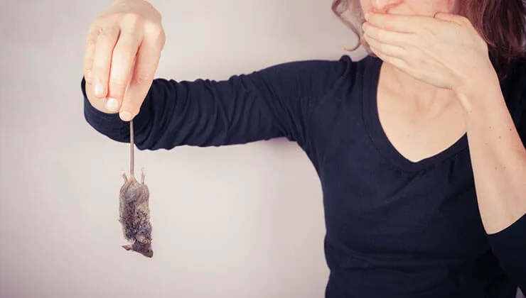 image of a person holding a mouse