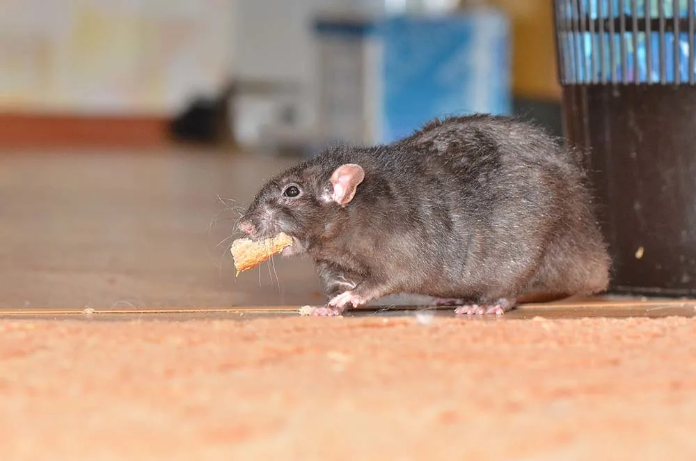 rat with a snack bite