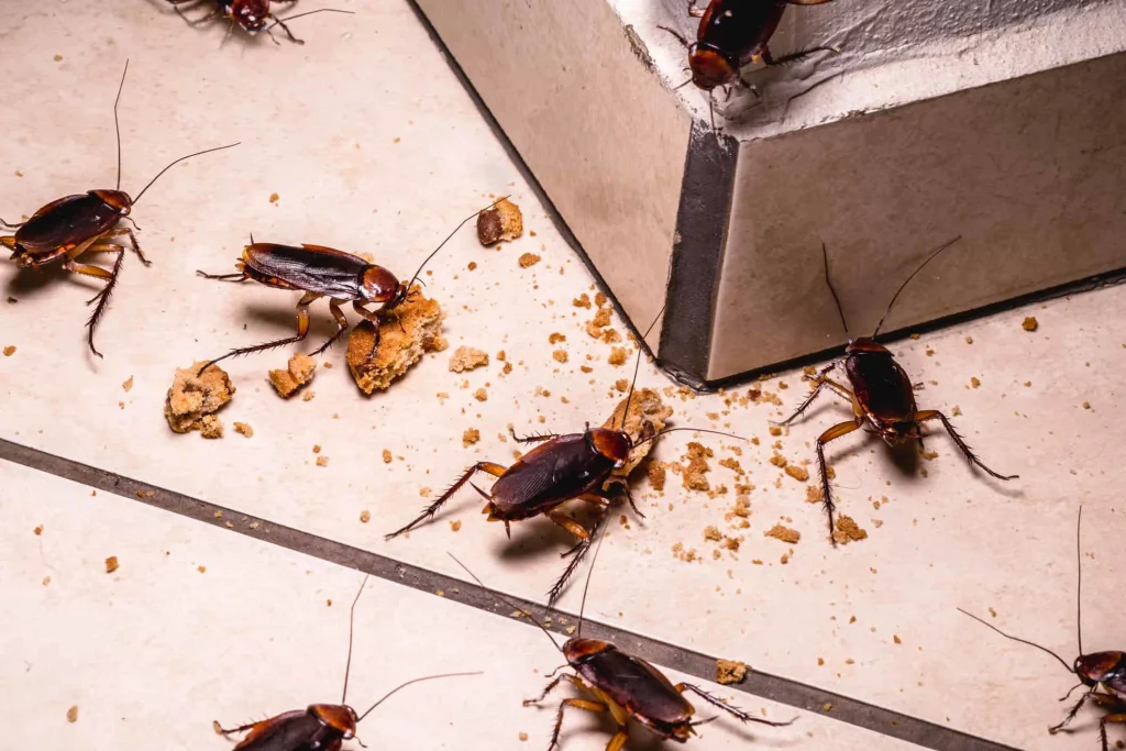 view of cockroaches in a cabinet chewing on cookies