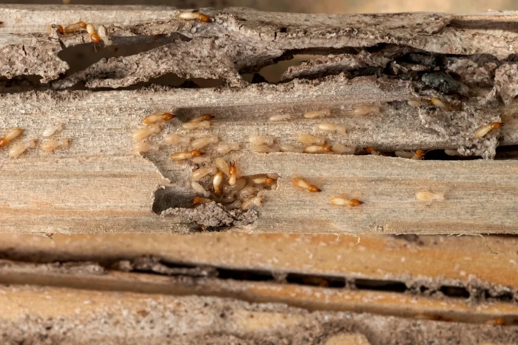 view of damaged woods due and termites