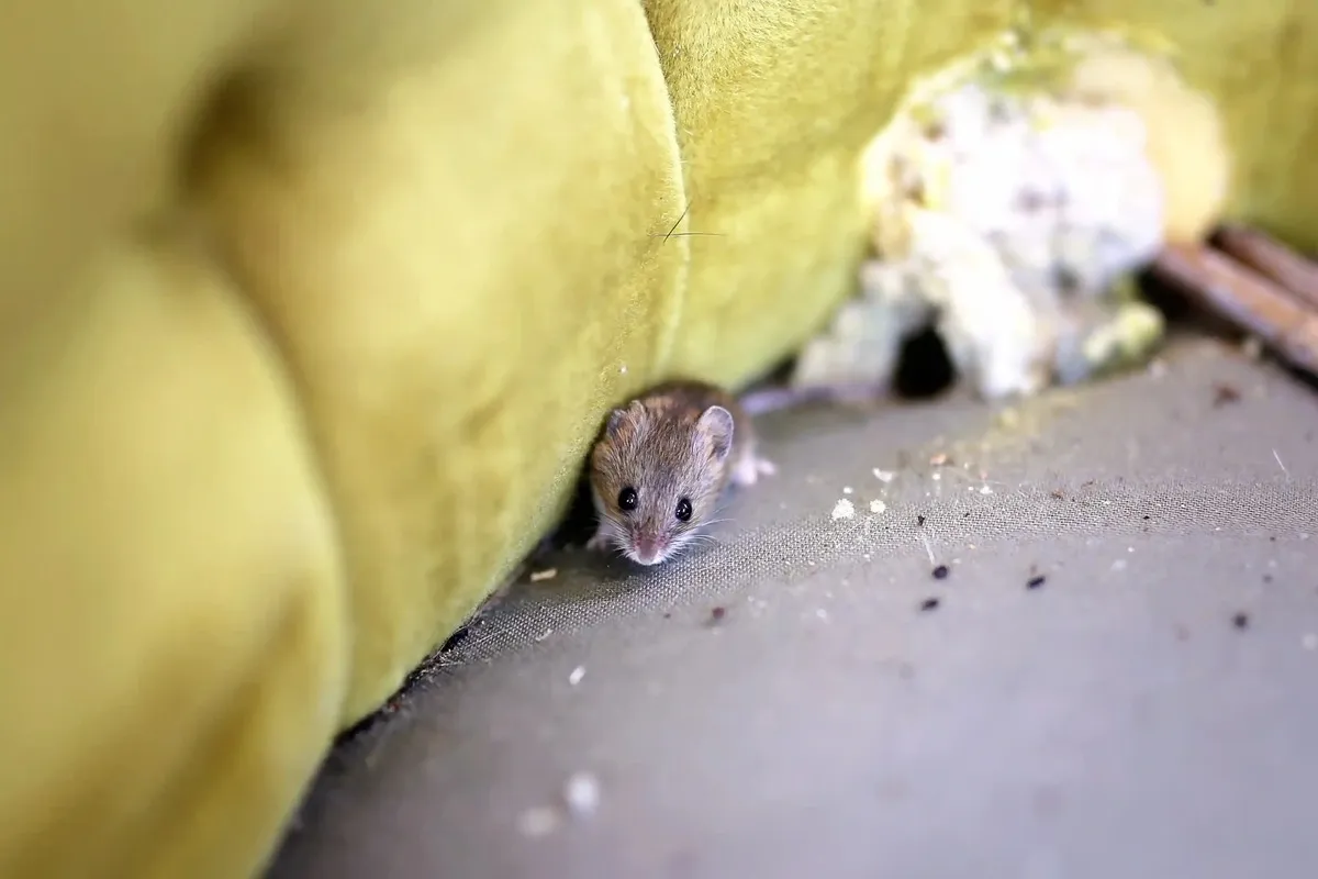 rodent in couch scaled