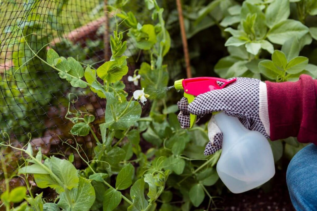 A close-up of a person wearing gardening gloves, spraying plants with a spray bottle in a garden.