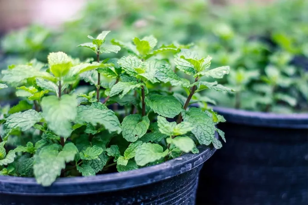 A close-up of fresh mint plants growing in black pots, showcasing their vibrant green leaves, saving plants for pest control