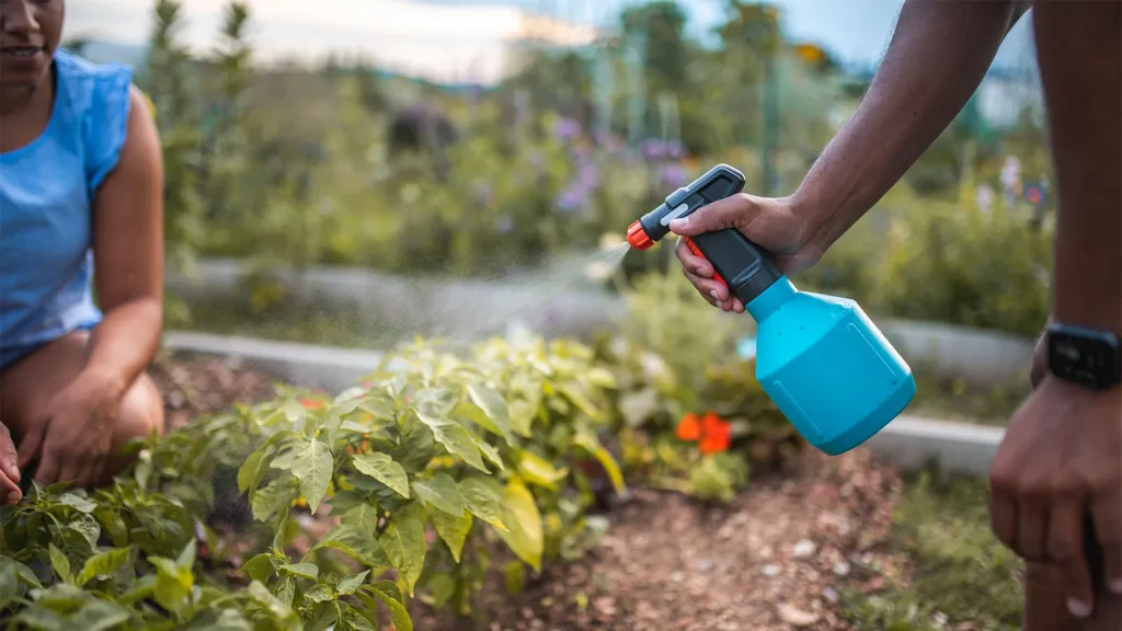 A person spraying a garden with a blue spray bottle, applying a natural homemade solution to the plants.