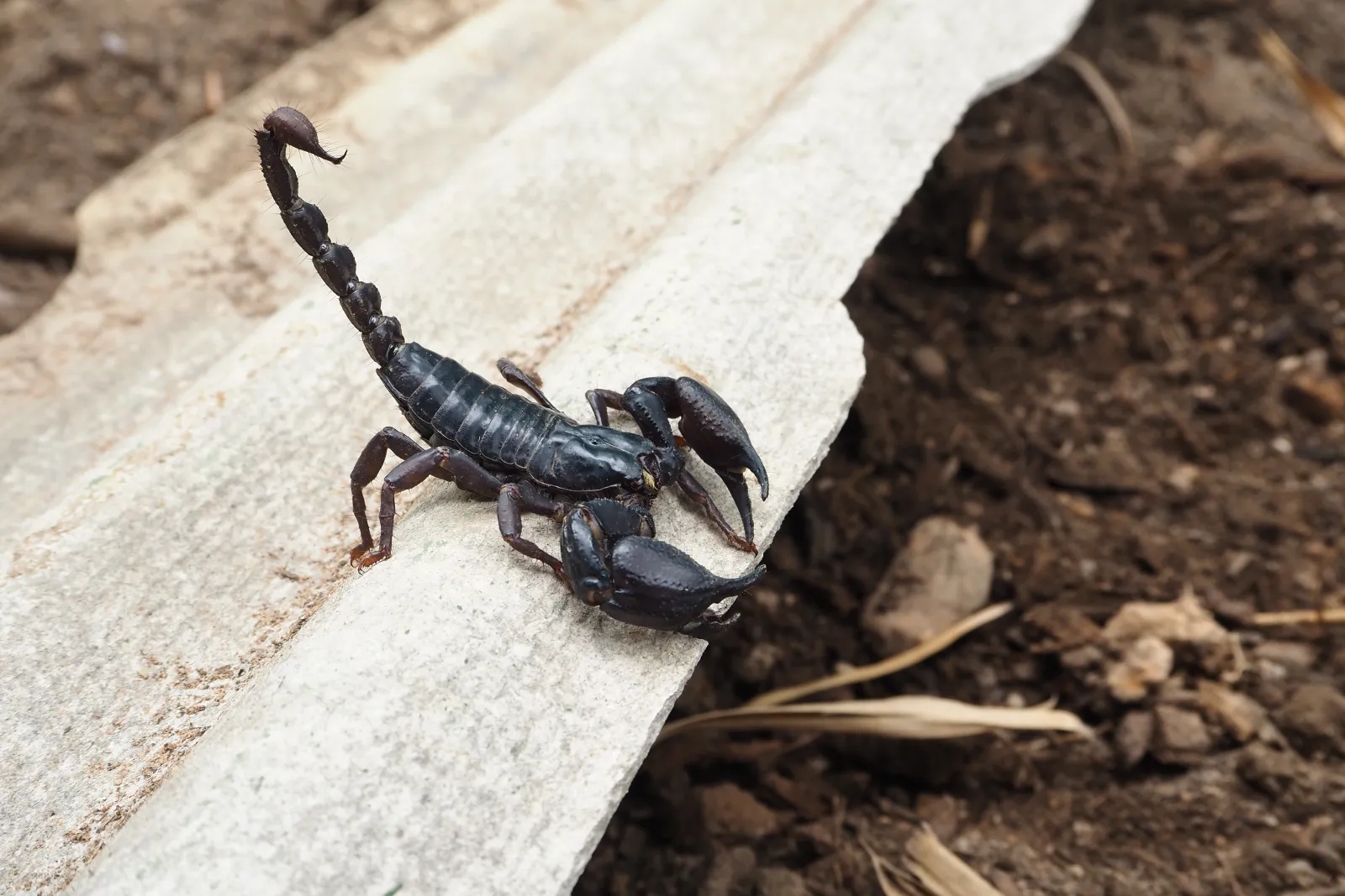 Close-up of a black scorpion on a surface, ready for pest control action