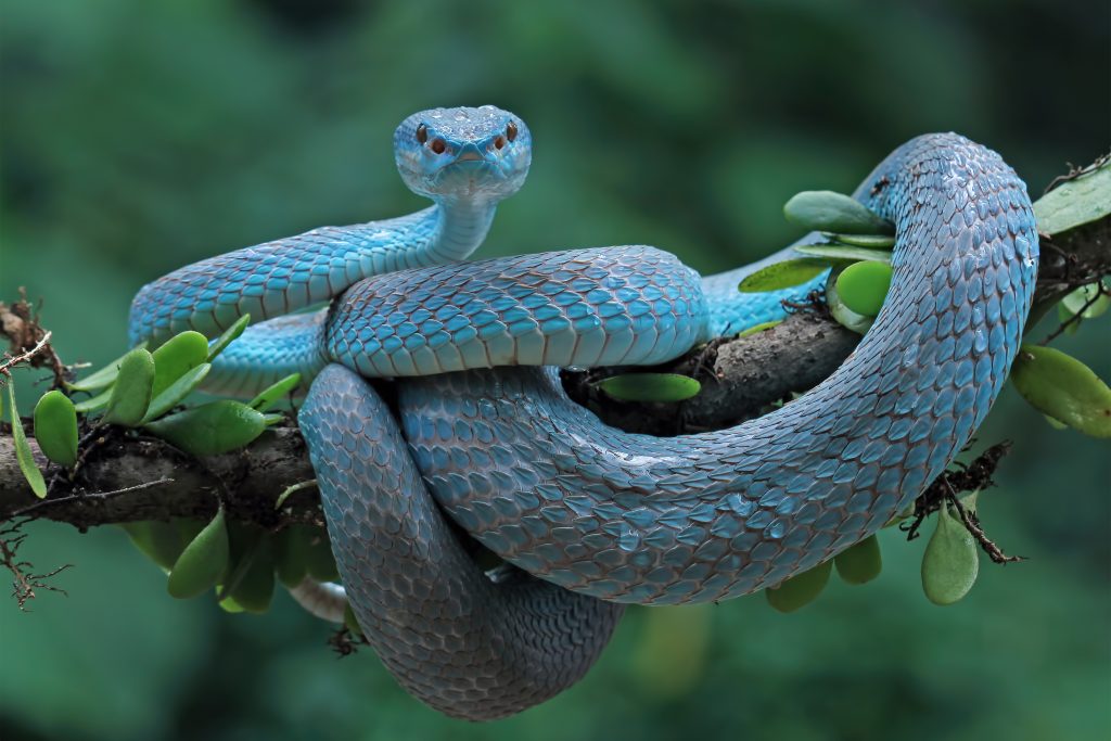 Blue viper snake coiled on a branch, displaying its readiness to strike, linked to snake pest control