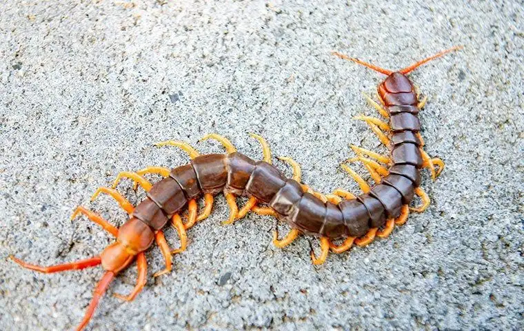 Close-up of a centipede with segmented body and yellow legs on concrete.