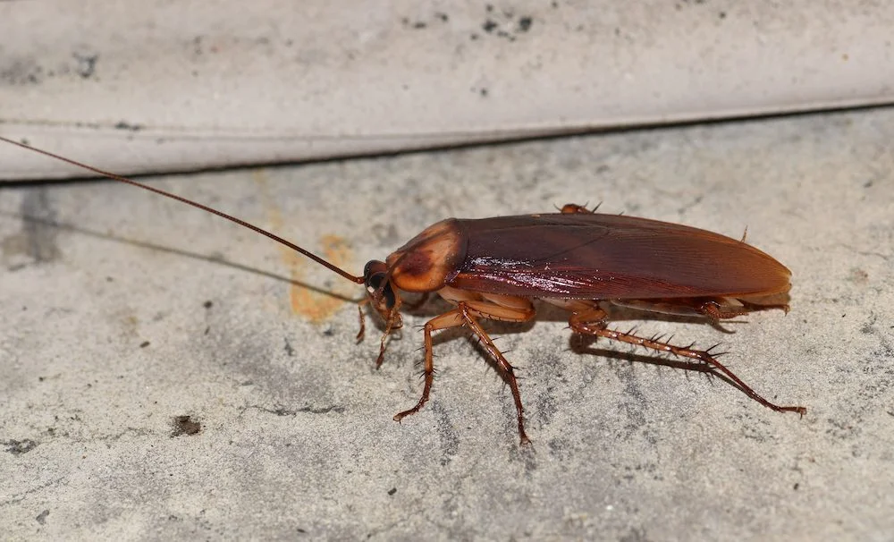  Close-up of an American cockroach crawling on a concrete surface.