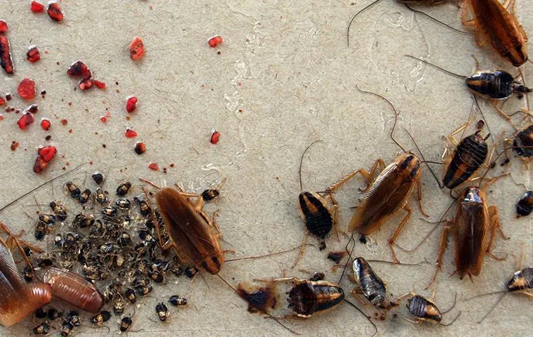 Cockroaches with egg cases, droppings, and baby roaches scattered on a surface.