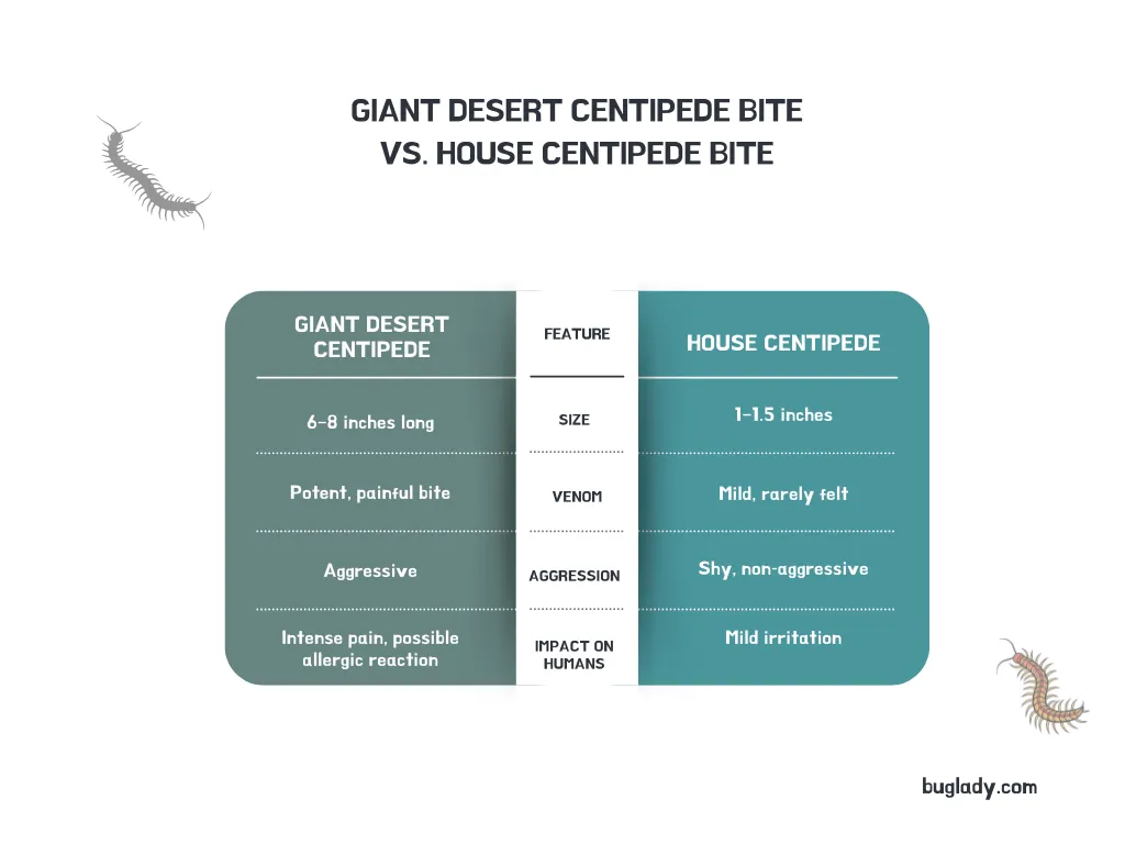 Comparison of Giant Desert Centipede vs House Centipede bites.