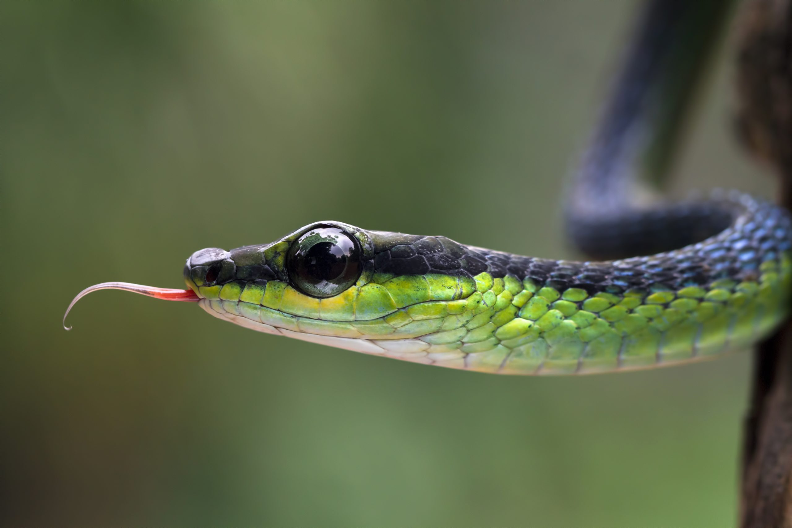 Dendrelaphis Formosus snake close-up with a focus on its head, useful for snake pest control