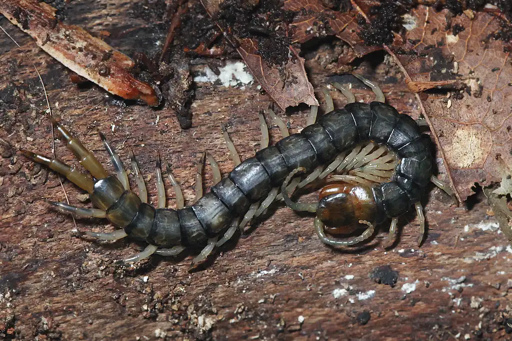 Eastern Bark Centipede (variant of Hemiscolopendra marginata)