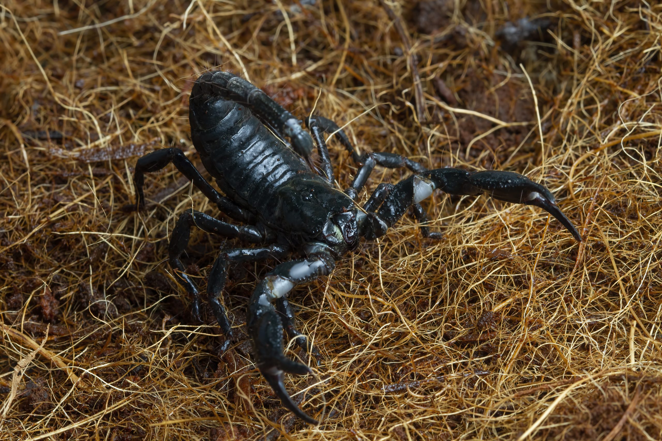 Close-up of an emperor scorpion (Pandinus imperator), ideal for pest control awareness