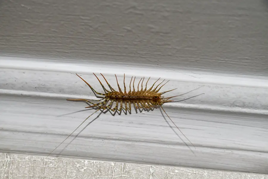 House centipede with long legs crawling on an indoor wall.