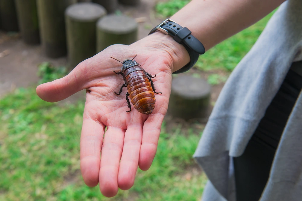  Large cockroach resting on a person's open hand outdoors.