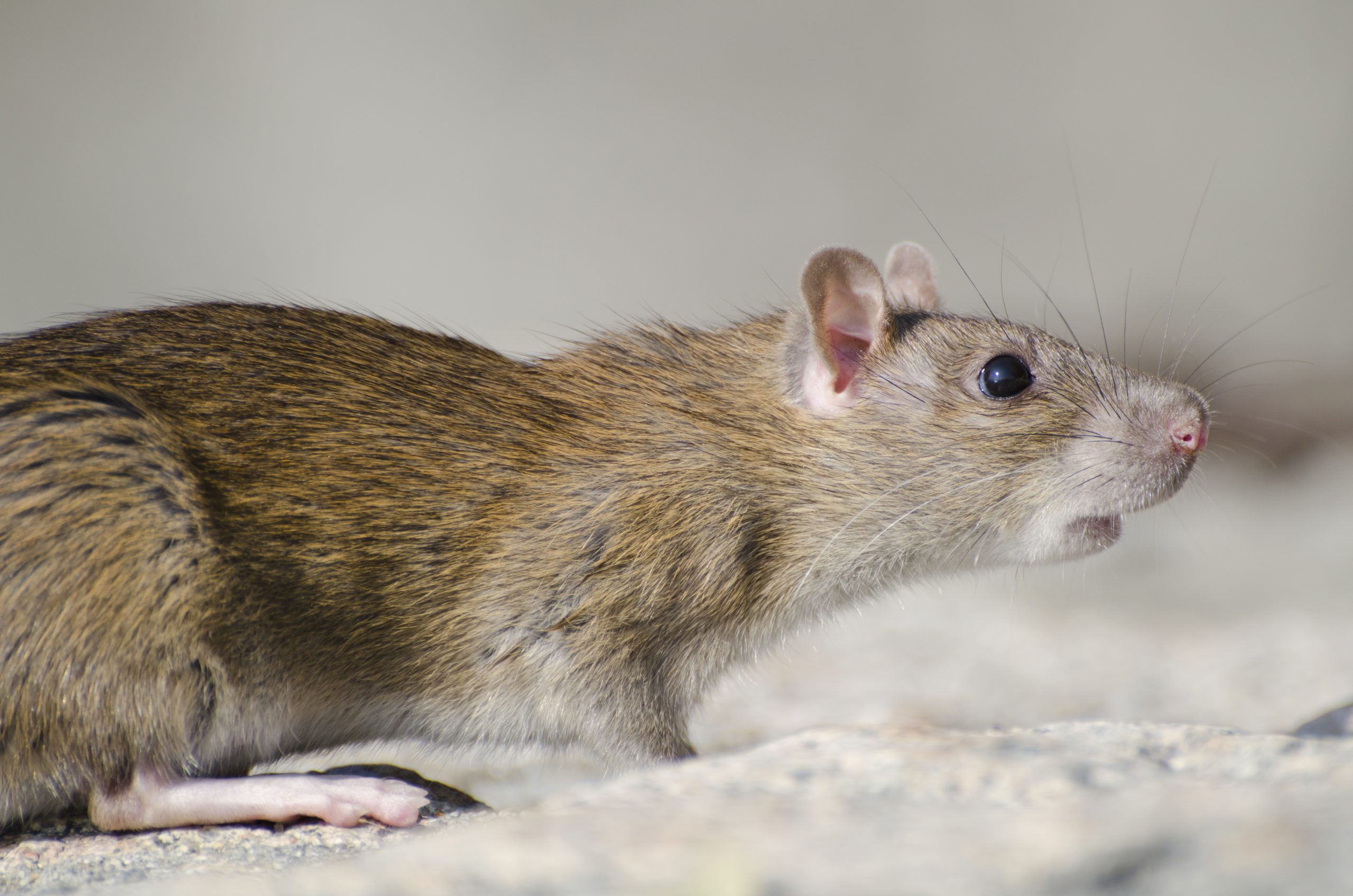 Close-up of a marsh rice rat in sunlight, relevant for mouse pest control