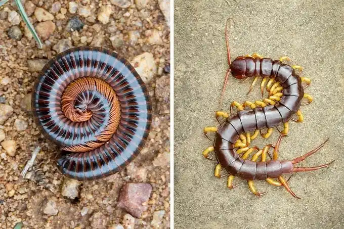 Millipede curled into a spiral beside a flat-bodied centipede showing long legs for comparison.