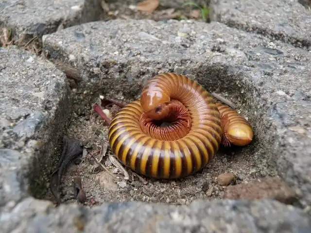 Millipede curled into a spiral on soil between paving stones.