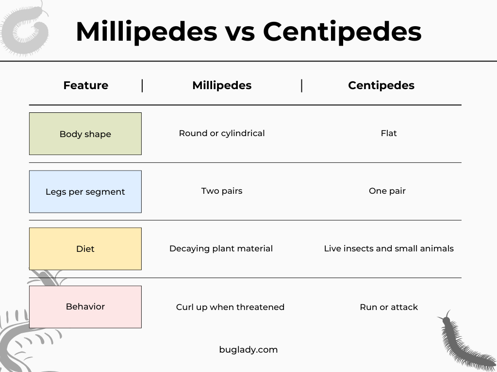 Millipedes vs Centipede (1)