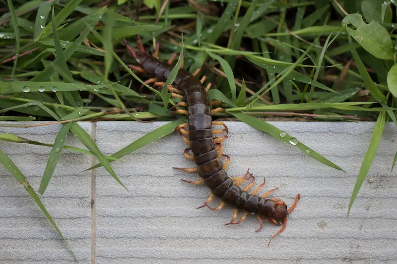 a brown centipede crawling in the grass